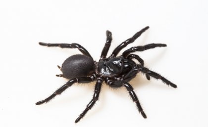 Black-coloured funnel web spider on a white background 